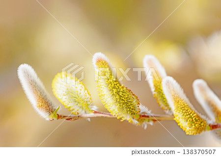 The wildflowers around the house, in all their seasonal colors, shining in the early spring morning sun by the water's edge in the countryside. 138370507