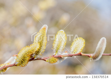 The wildflowers around the house, in all their seasonal colors, shining in the early spring morning sun by the water's edge in the countryside. 138370514