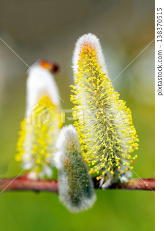 The wildflowers around the house, in all their seasonal colors, shining in the early spring morning sun by the water's edge in the countryside. The wildflowers around the house, in all their seasonal colors, shining in the early spring morning sun by the water's edge in the countryside. 138370515