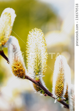 The wildflowers around the house, in all their seasonal colors, shining in the early spring morning sun by the water's edge in the countryside. 138370518