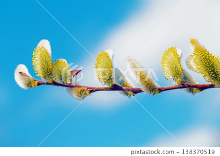 房子周圍的野花，色彩繽紛，在早春清晨的陽光下，沐浴在鄉村水邊的陽光，閃閃發光。 138370519