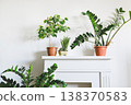 Various potted houseplants creating fresh healthy environment in modern home 138370583