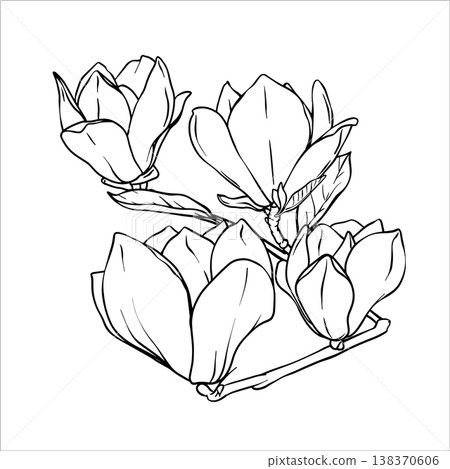 Magnolia Branch. Contour drawing of magnolia branches and flowers. Black and white line drawing of a magnolia flower. Flower drawings. Vector Line art illustration of a magnolia flower Magnolia Branch. Contour drawing of magnolia branches and flowers. Black and white line drawing of a magnolia flower. Flower drawings. Vector Line art illustration of a magnolia flower 138370606