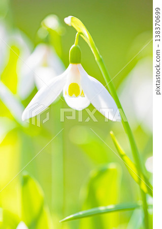 The wildflowers around the house, in all their seasonal beauty, are still early in the spring. Small white flowers are shining beautifully in the park's flowerbeds. 138370699