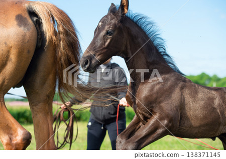 black beautiful foal of sportive breed running speedily in green meadow at sunny day. close up black beautiful foal of sportive breed running speedily in green meadow at sunny day. close up 138371145