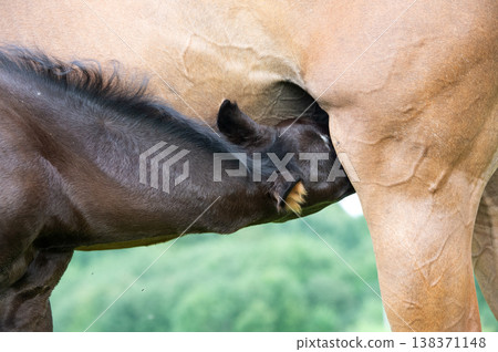 little black foal of sportive breed feeding his mom at pasture. close up little black foal of sportive breed feeding his mom at pasture. close up 138371148