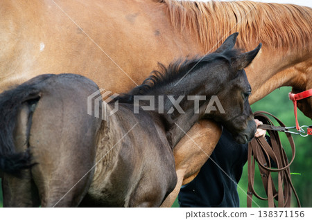 little black  foal of sportive breed with mom at pasture. close up 138371156