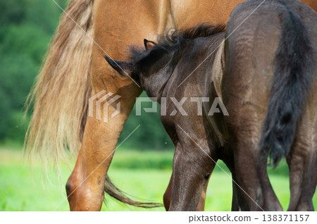 little black foal feeding his mom at pasture. close up little black foal feeding his mom at pasture. close up 138371157