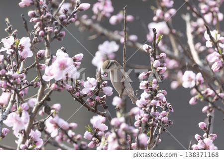A Eurasian Tree Sparrow perched on a flowering peach tree. 138371168