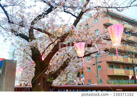 Cherry blossoms of Meguro River Cherry blossoms of Meguro River 138371182