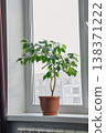 Ficus plant with green leaves thriving on window sill in domestic setting 138371222