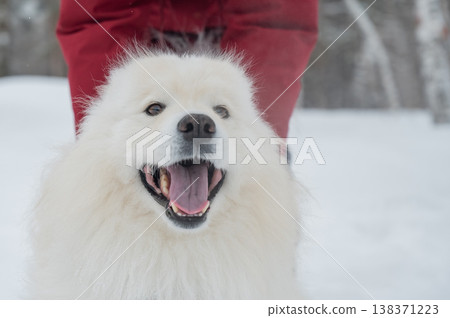 Happy samoyed dog smiling in winter snow 138371223