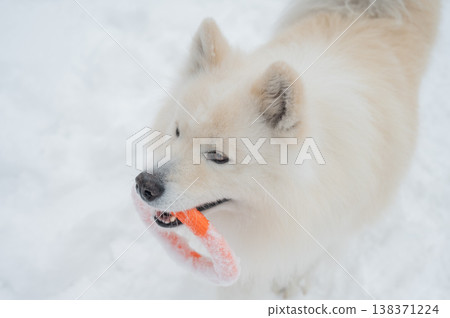 A Samoyed dog plays with a puller on a winter walk. A Samoyed dog plays with a puller on a winter walk. 138371224