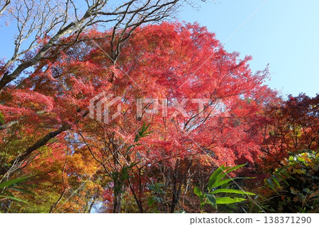 Vibrant, bright autumn leaves: Japanese maple (Iroha Momiji) 138371290