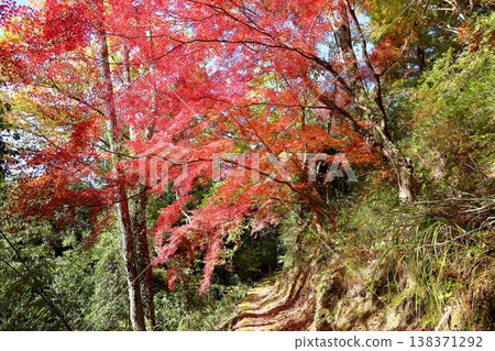 由秋色日本楓樹組成的隧道 由秋色日本楓樹組成的隧道 138371292