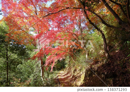 由秋色日本楓樹組成的隧道 由秋色日本楓樹組成的隧道 138371293