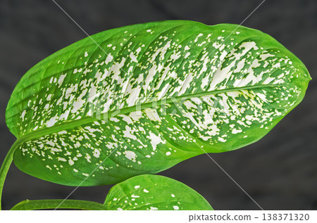 Dieffenbachia houseplant leaf close up 138371320