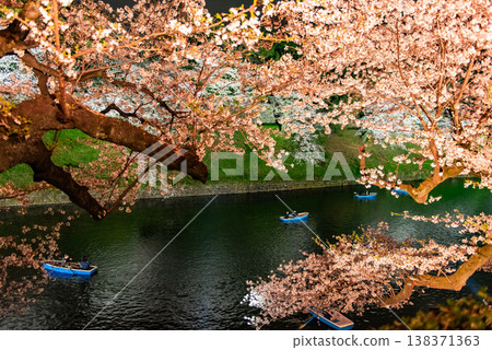 Night Cherry Blossoms ~Tokyo, Chidorigafuchi, 30~ 138371363