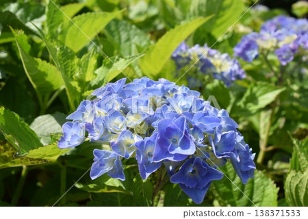 藍鑽(繡球花) 藍鑽(繡球花) 138371533