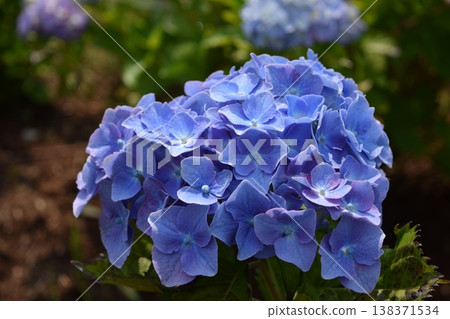 藍鑽(繡球花) 藍鑽(繡球花) 138371534