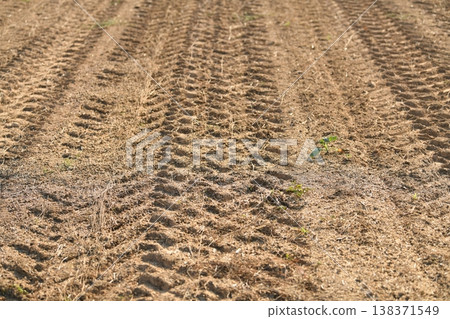 The traces of a tractor after harvesting flax The traces of a tractor after harvesting flax 138371549
