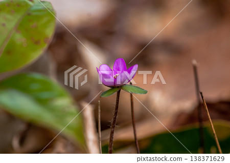 Snowdrops Pink Red Purple Snowdrops Pink Red Purple 138371629