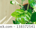Zz plant branch forming new spiral leaf with fresh green foliage 138372541
