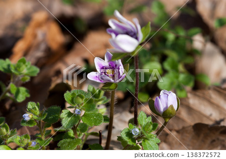 Snowdrops Pink Red Purple 138372572