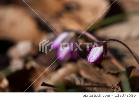 Snowdrops Pink Red Purple Snowdrops Pink Red Purple 138372580
