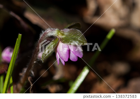 Snowdrops Pink Red Purple Snowdrops Pink Red Purple 138372583