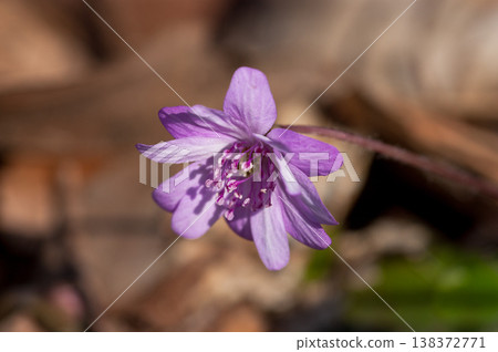 Snowdrops Pink Red Purple Snowdrops Pink Red Purple 138372771