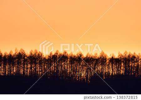 Sunset behind a larch windbreak 138372815