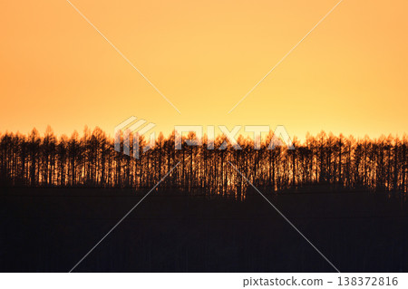 Sunset behind a larch windbreak 138372816
