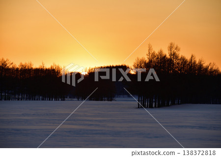 Sunset behind a larch windbreak 138372818