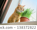 Orange tabby cat enjoying healthy fresh cat grass on sunlit window sill 138372822