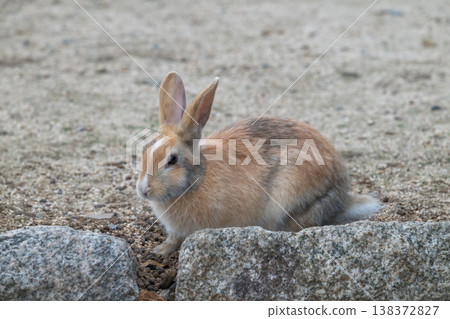 Okunoshima, a paradise for rabbits Okunoshima, a paradise for rabbits 138372827