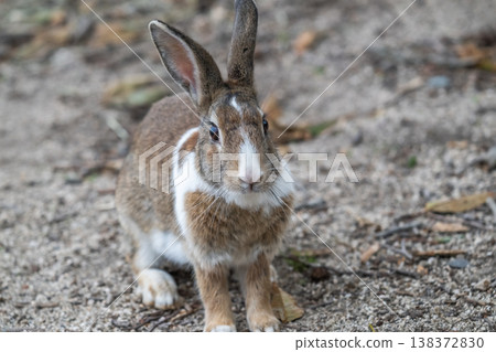 Okunoshima, a paradise for rabbits Okunoshima, a paradise for rabbits 138372830