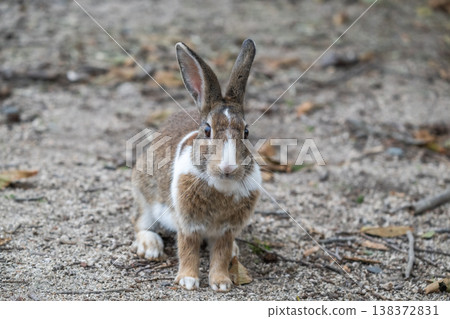 Okunoshima, a paradise for rabbits Okunoshima, a paradise for rabbits 138372831