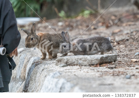 Okunoshima, a paradise for rabbits Okunoshima, a paradise for rabbits 138372837