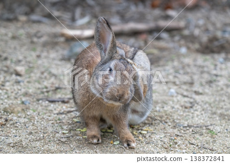 Okunoshima, a paradise for rabbits Okunoshima, a paradise for rabbits 138372841