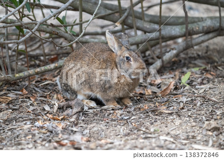 Okunoshima, a paradise for rabbits Okunoshima, a paradise for rabbits 138372846