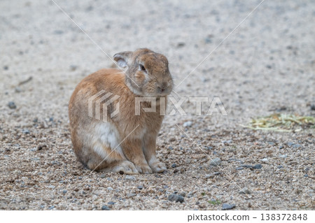 Okunoshima, a paradise for rabbits Okunoshima, a paradise for rabbits 138372848