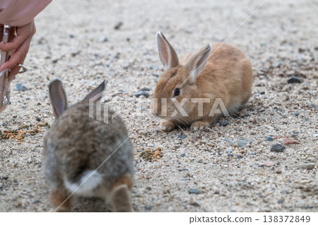 Okunoshima, a paradise for rabbits Okunoshima, a paradise for rabbits 138372849