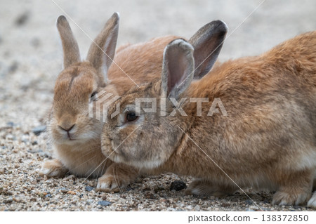 Okunoshima, a paradise for rabbits Okunoshima, a paradise for rabbits 138372850
