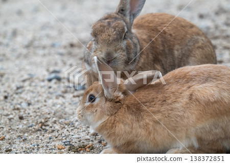 Okunoshima, a paradise for rabbits Okunoshima, a paradise for rabbits 138372851