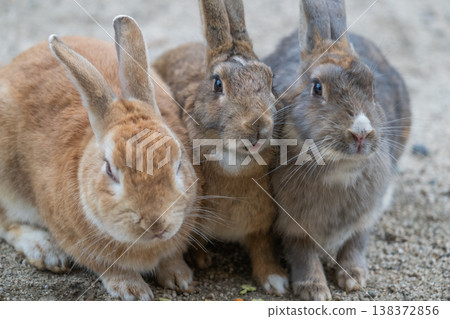 Okunoshima, a paradise for rabbits 138372856
