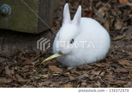 Okunoshima, a paradise for rabbits Okunoshima, a paradise for rabbits 138372878
