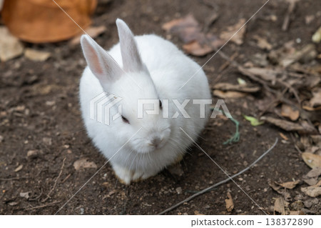 Okunoshima, a paradise for rabbits Okunoshima, a paradise for rabbits 138372890