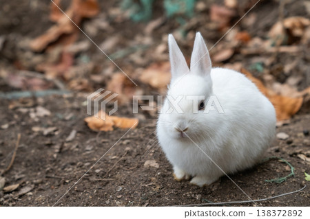 Okunoshima, a paradise for rabbits 138372892