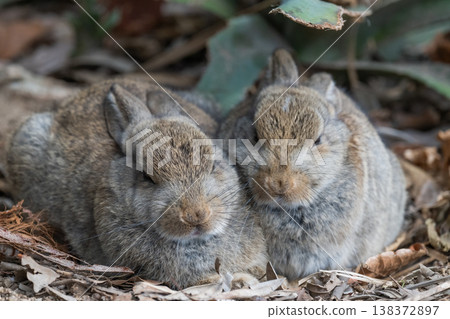 Okunoshima, a paradise for rabbits Okunoshima, a paradise for rabbits 138372897